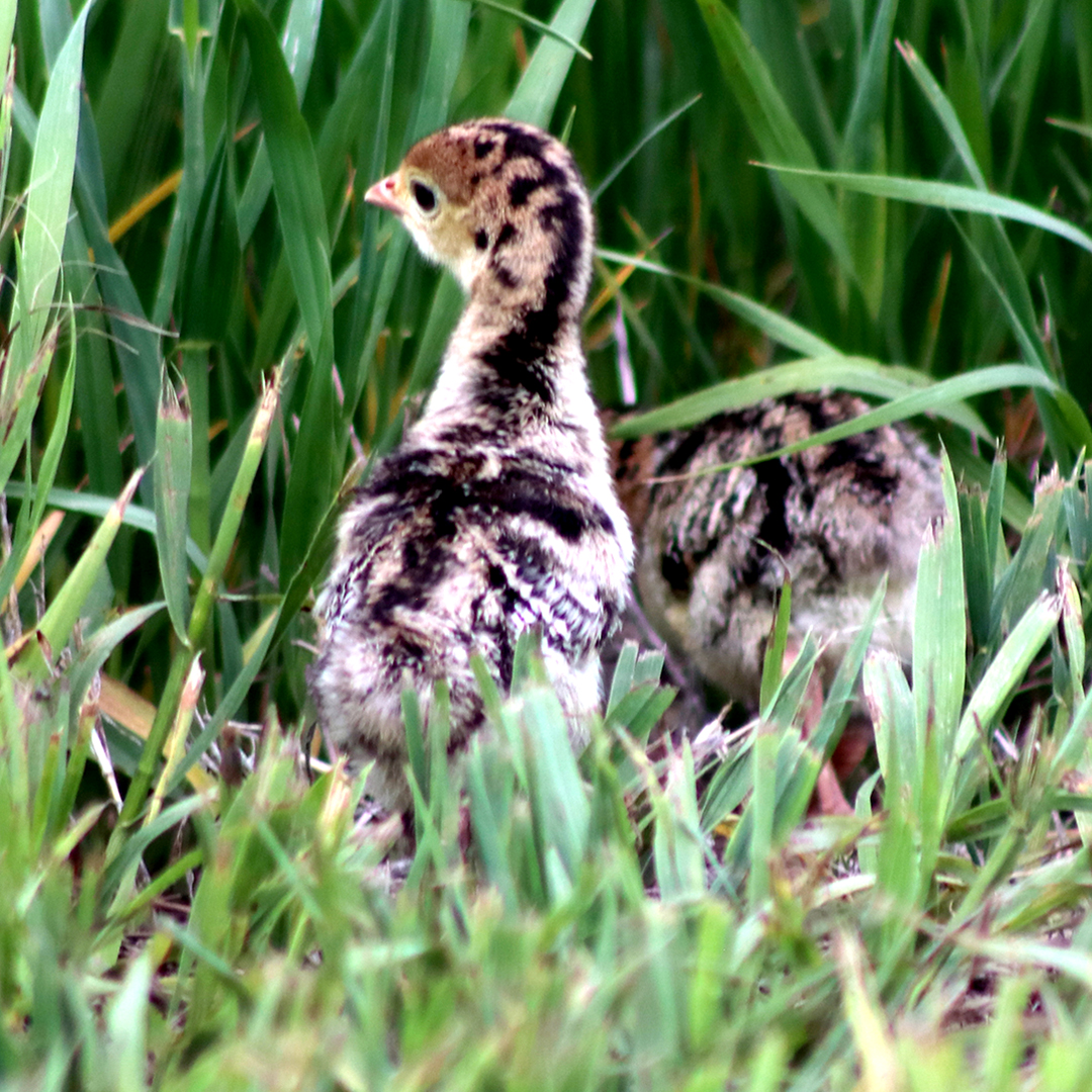 Turkey poults